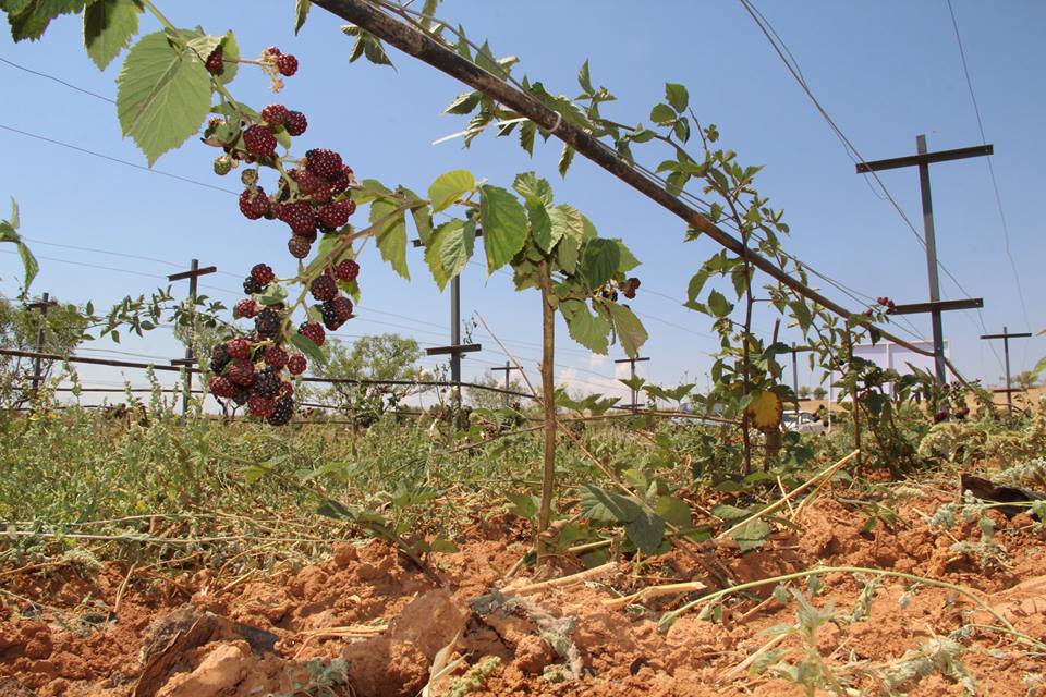 Lavanta, Ahududu, Böğürtlen Gelir Kapısı Oluyor