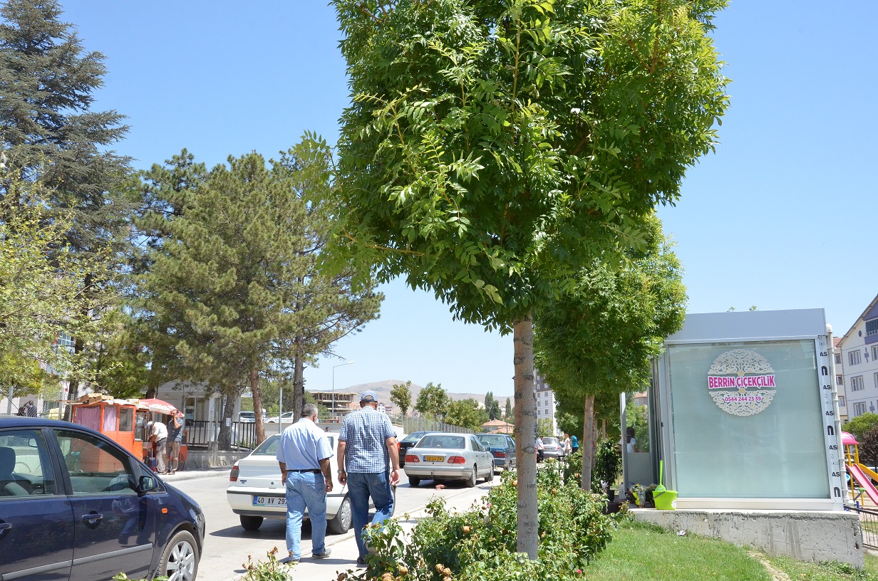 Hangi Akıllı Buraya Ruhsat Verdi?