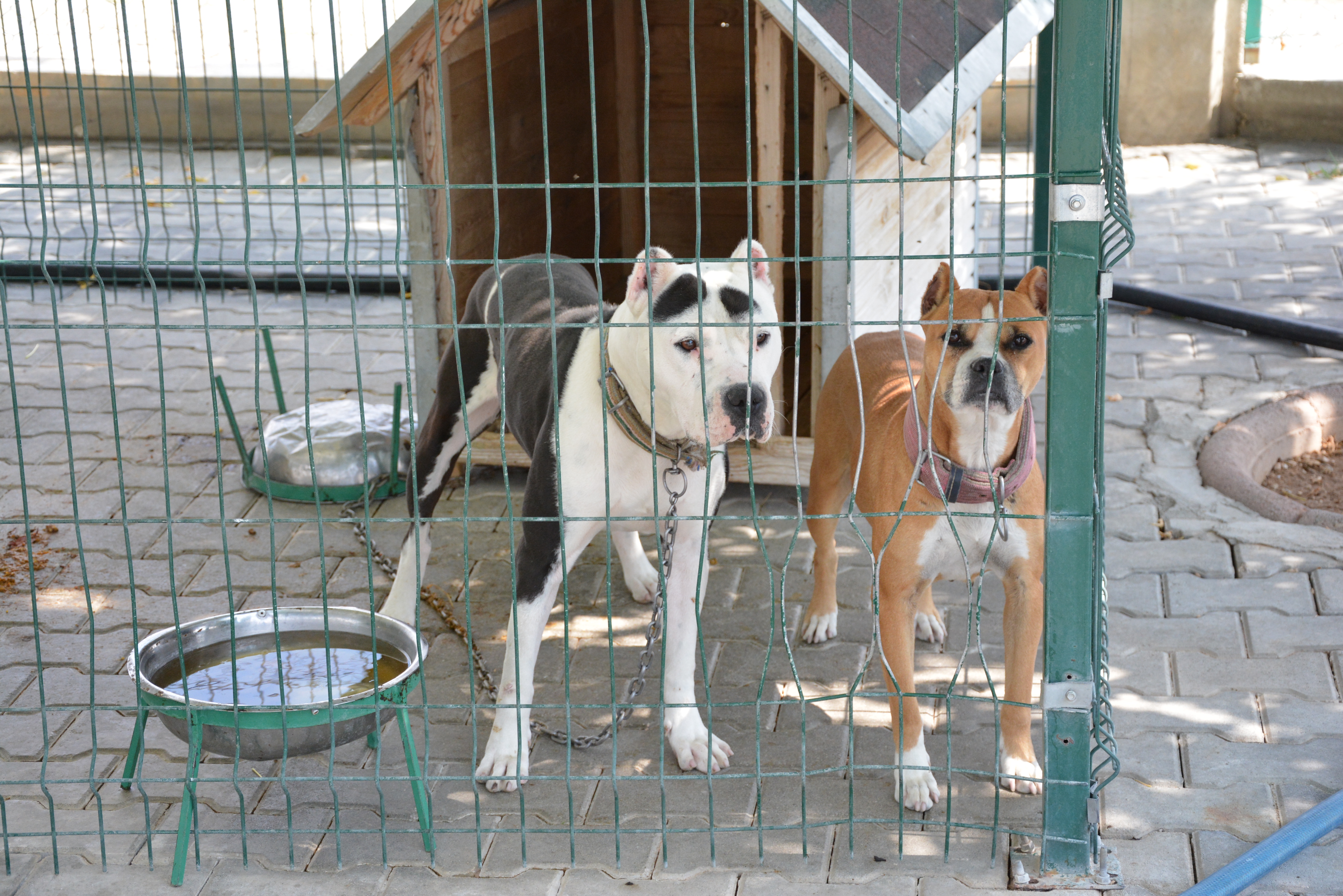 8 Köpeğe El Konuldu