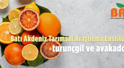 Batı Akdeniz Tarımsal Araştırma Enstitüsü Müdürlüğünden meyve satışı