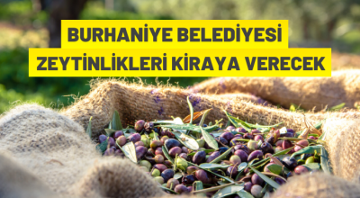 Burhaniye Belediye Başkanlığı zeytinlikleri kiraya verecek