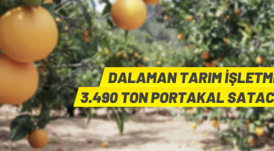 TİGEM’den portakal satış ihalesi