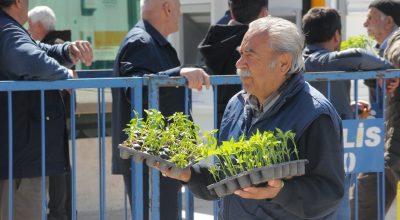 FİDE DAĞITIMINA YOĞUN İLGİ VE TALEP VARDI 