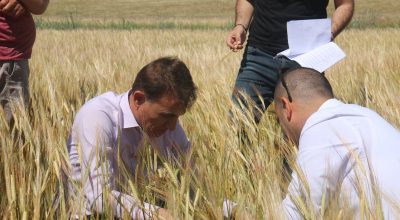 Sertifikalı Tohumluk Tarla Kontrolleri Yapılmaya Başlandı