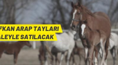 TİGEM’den Arap Tayı satış ihalesi