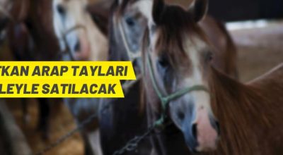 Safkan arap tayı satış ihalesi