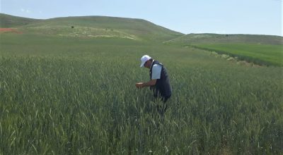 Kırşehir’de buğday tarlalarında süne mücadelesi sürüyor