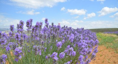 Tıbbi ve Aromatik Bitkiler Üretimini Geliştiriliyor